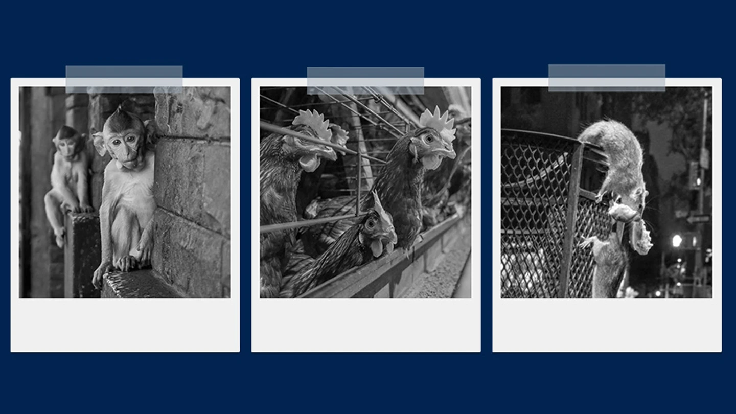 Polaroid grey scaled photos of animal victims